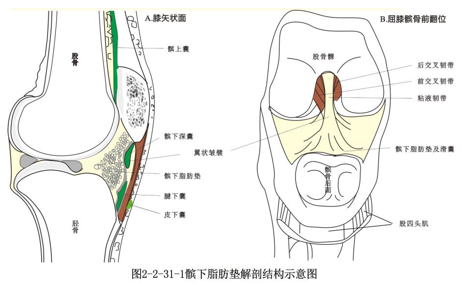 充填于髌韧带之后,股骨与胫骨的间隙内,呈三角形,位居膝前滑膜囊之外