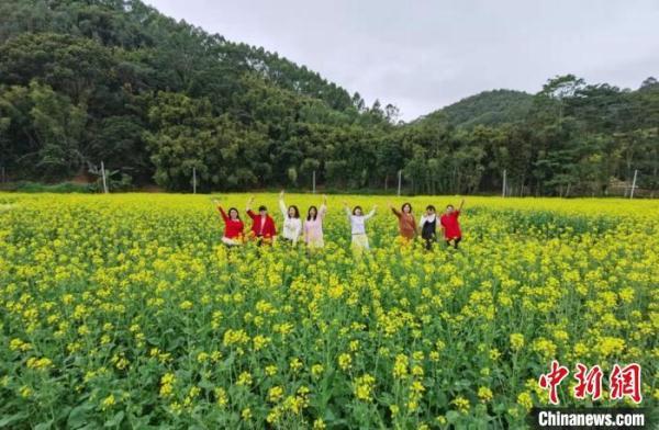 大地铺上金色地毯广州增城300亩油菜花盛开