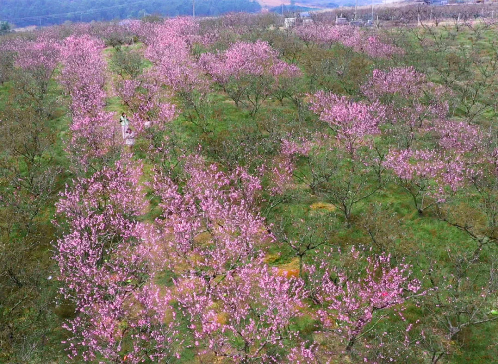 春风十里拂花都千亩桃花尽盛放