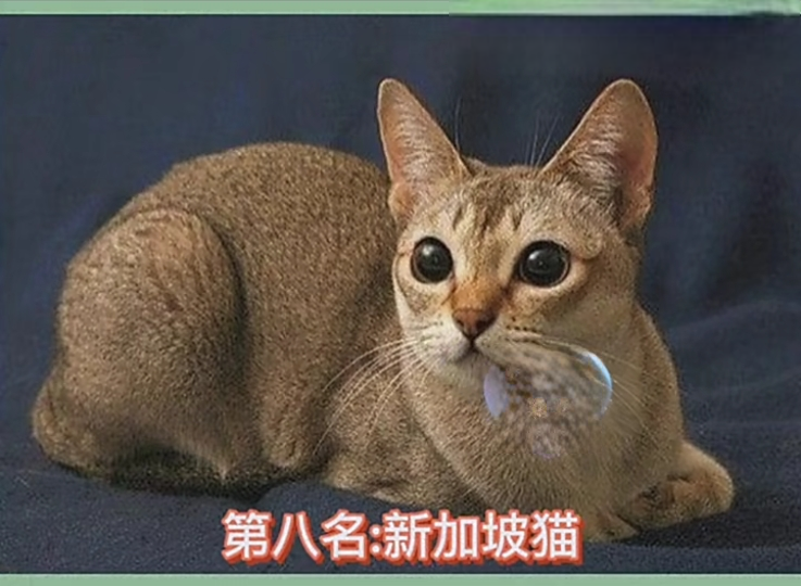 世界上最温顺的猫咪排名