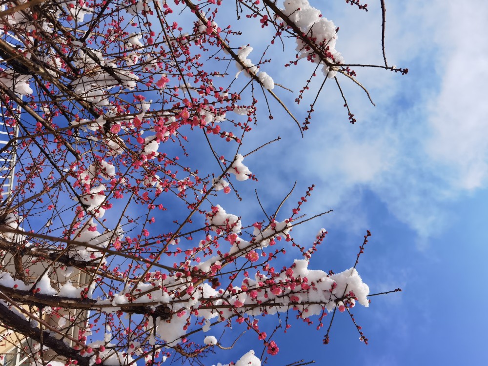 梅花傲雪雪景如此之美