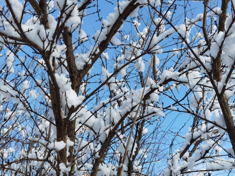 梅花傲雪雪景如此之美