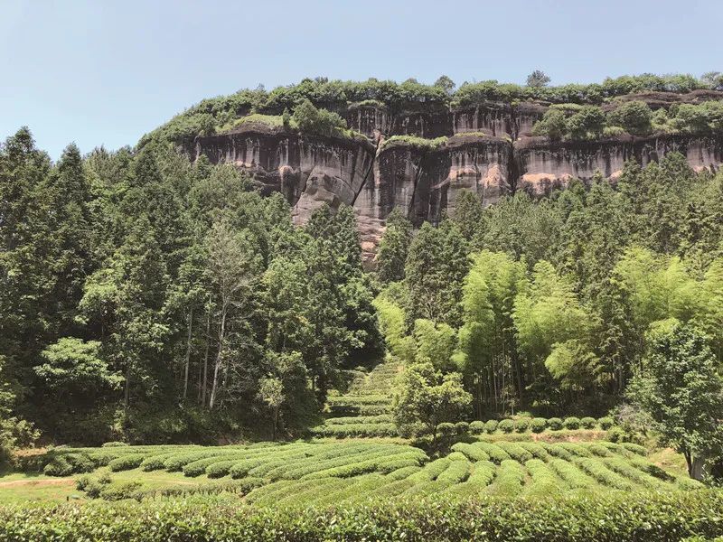 最美手信武夷山的大红袍