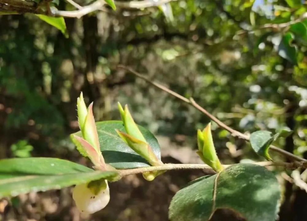 紫芽珍贵今天我们给大家推出的是2022年野生古树紫芽苞茶.