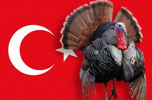 土耳其我不是火鸡土耳其turkey为什么偏偏和火鸡同名