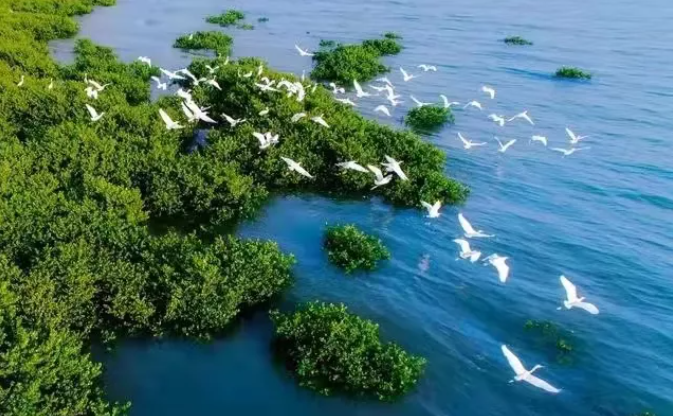 滨海视窗钦州湾的这片海上森林竟是无价的宝藏