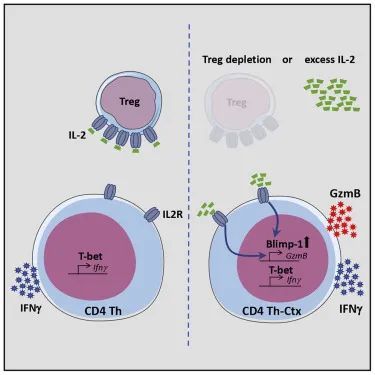 cd4t细胞与cd8t细胞联合作战增强杀伤功能