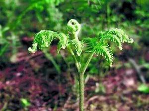 春食野菜人间有味是清欢