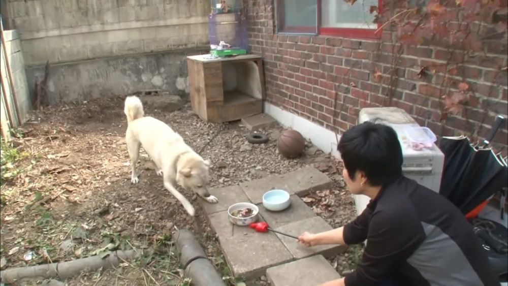 狗将主人赶出家门还把训犬师吓得摔门而出主人仍然不离不弃