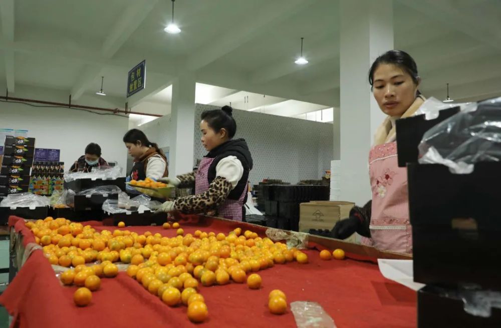 2月16日,在融安县中国供销桂北农产品电商园金桔云仓,工人在包装金桔.
