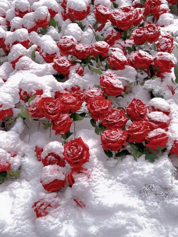 组图若是雪地种玫瑰