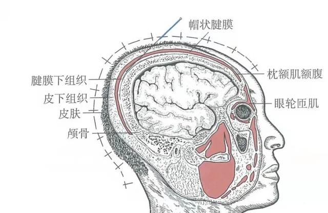 【解剖】皮肤皮下组织帽状腱膜.