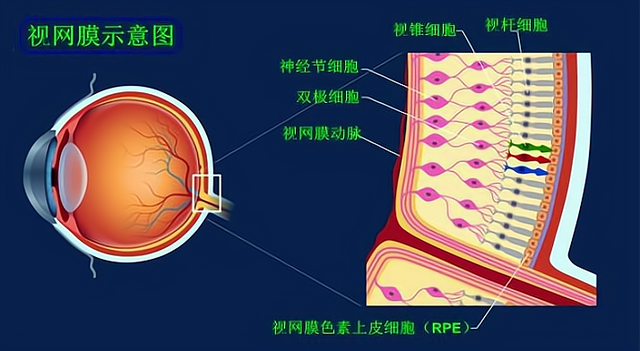 答案当然是外侧,因为这样就可以让感光细胞在不受遮挡的情况下接收