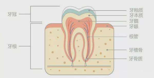 牙根由牙骨质所覆盖的地方,固定在牙槽窝内的一部分,是牙体起到支持