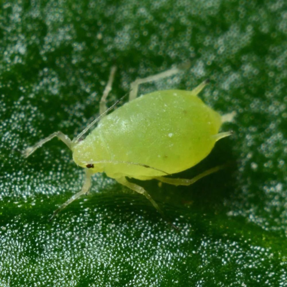 室内植物常见的小黑飞蚧壳虫蚜虫和红蜘蛛教你正确的杀虫技巧