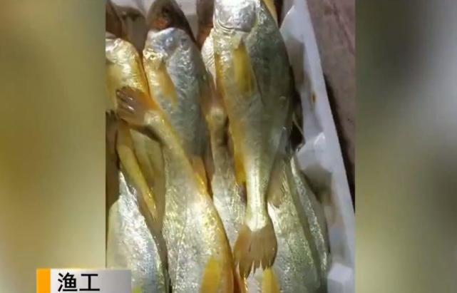 一网收获4000多斤大黄鱼,售价高达957万|大黄鱼|宁波|渔船