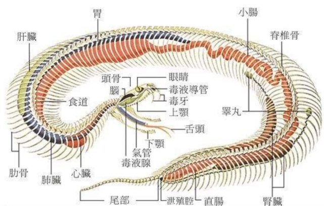 蛇的解剖结构图