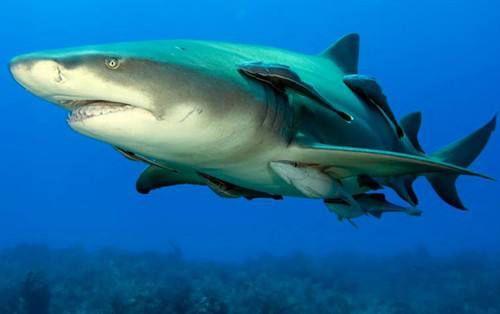䲟鱼为何能靠近凶猛的鲨鱼?