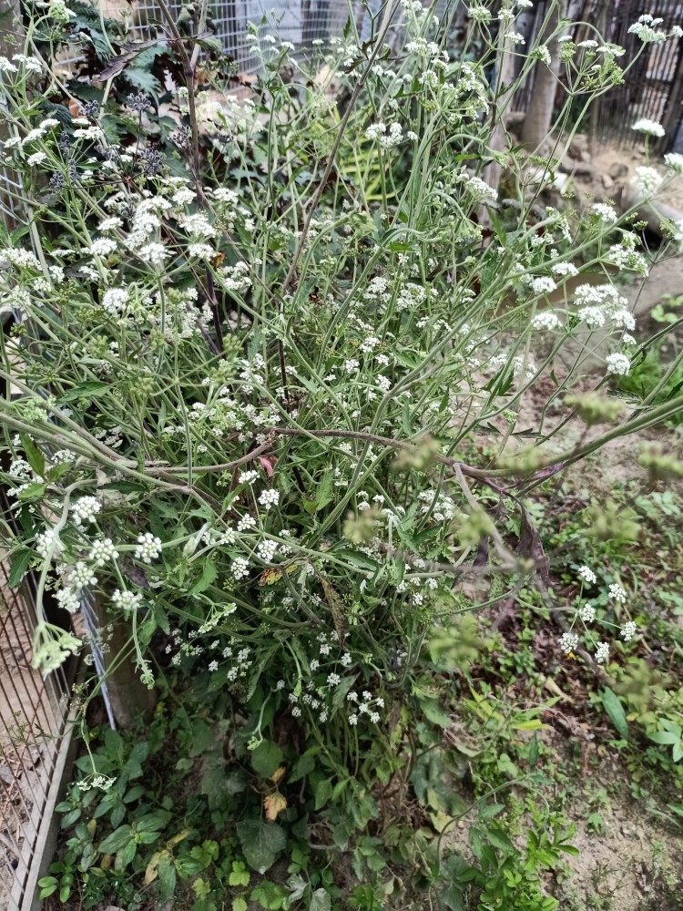 以前常见的1种小植物现在不多见了俗称山当归你认识吗
