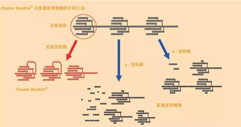 关于高支链环状糊精clusterdextrin在运动补剂中的作用与效果