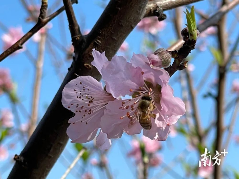 濠江巨峰寺桃花预计2月24日全面盛开快来邂逅初春桃花