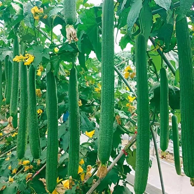 大棚特早春丝瓜如何管理产量高走好六步可采半年以上