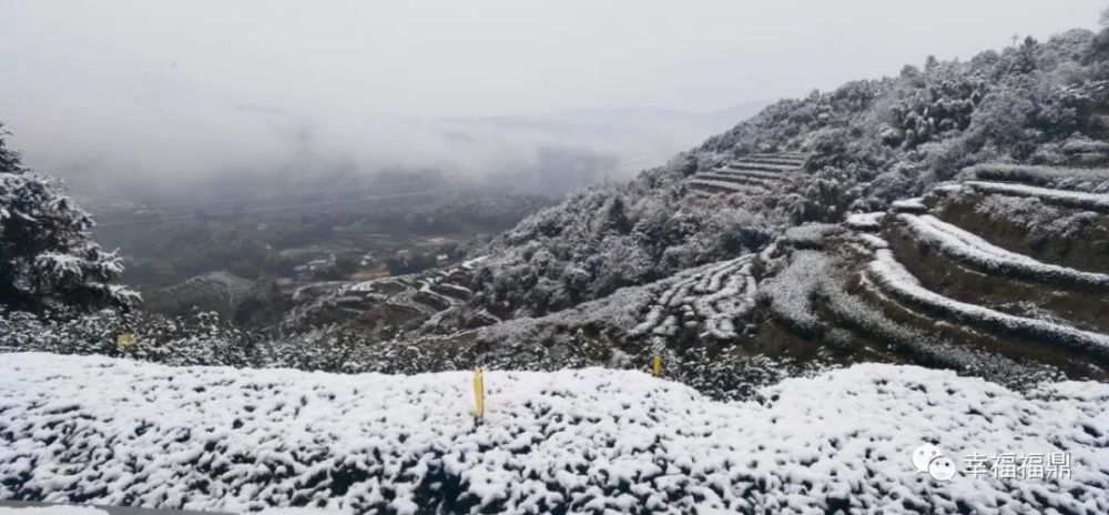 今天福鼎的雪下得很认真