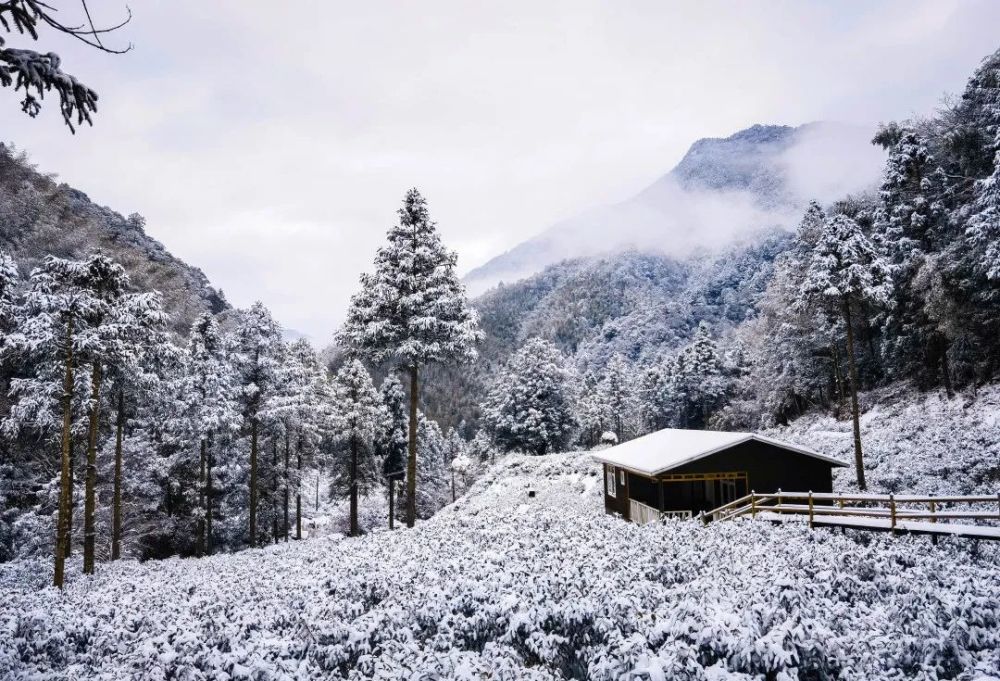 下雪了2022武夷山桐木的第一场雪