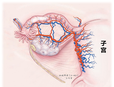 从下图可看出输卵管系膜血管的分布及走向,鉴于输卵管系膜血管分布