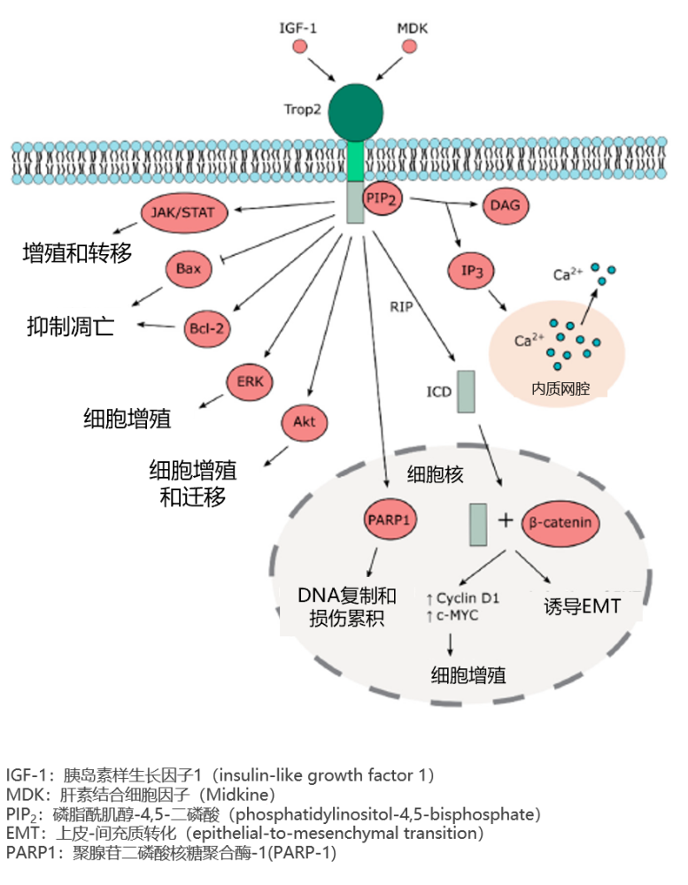 trop-2的膜内结构域可通过磷酸化,介导多种信号通路,在肿瘤细胞增殖