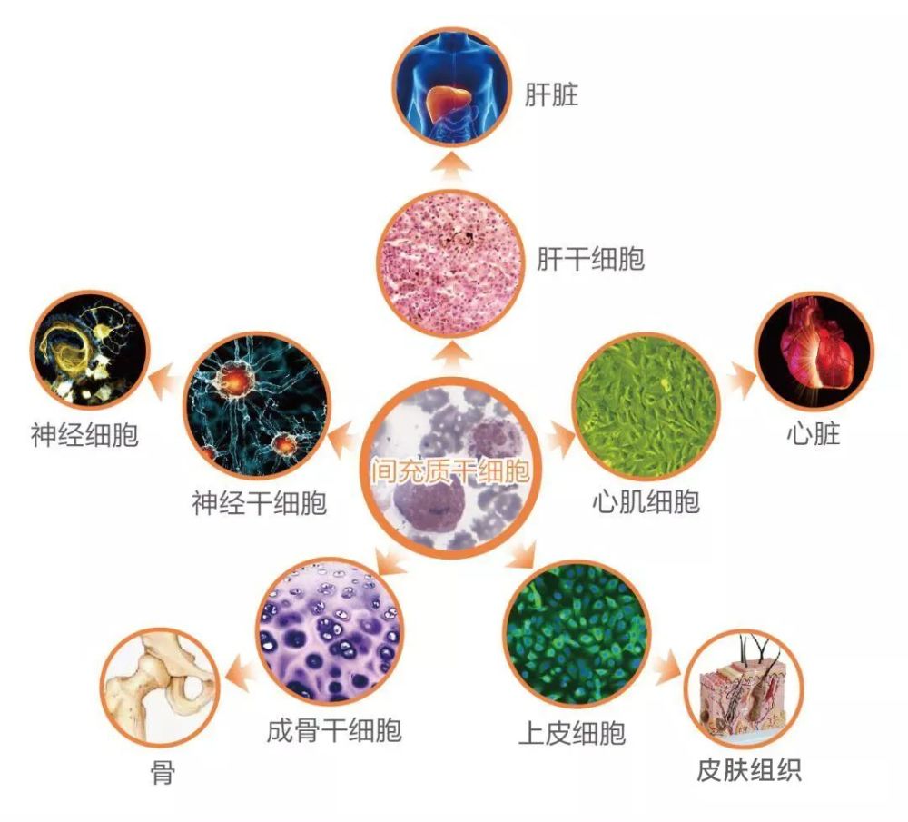 的祖源细胞,具有自我更新能力和强大的分化潜能,可以分为全能干细胞