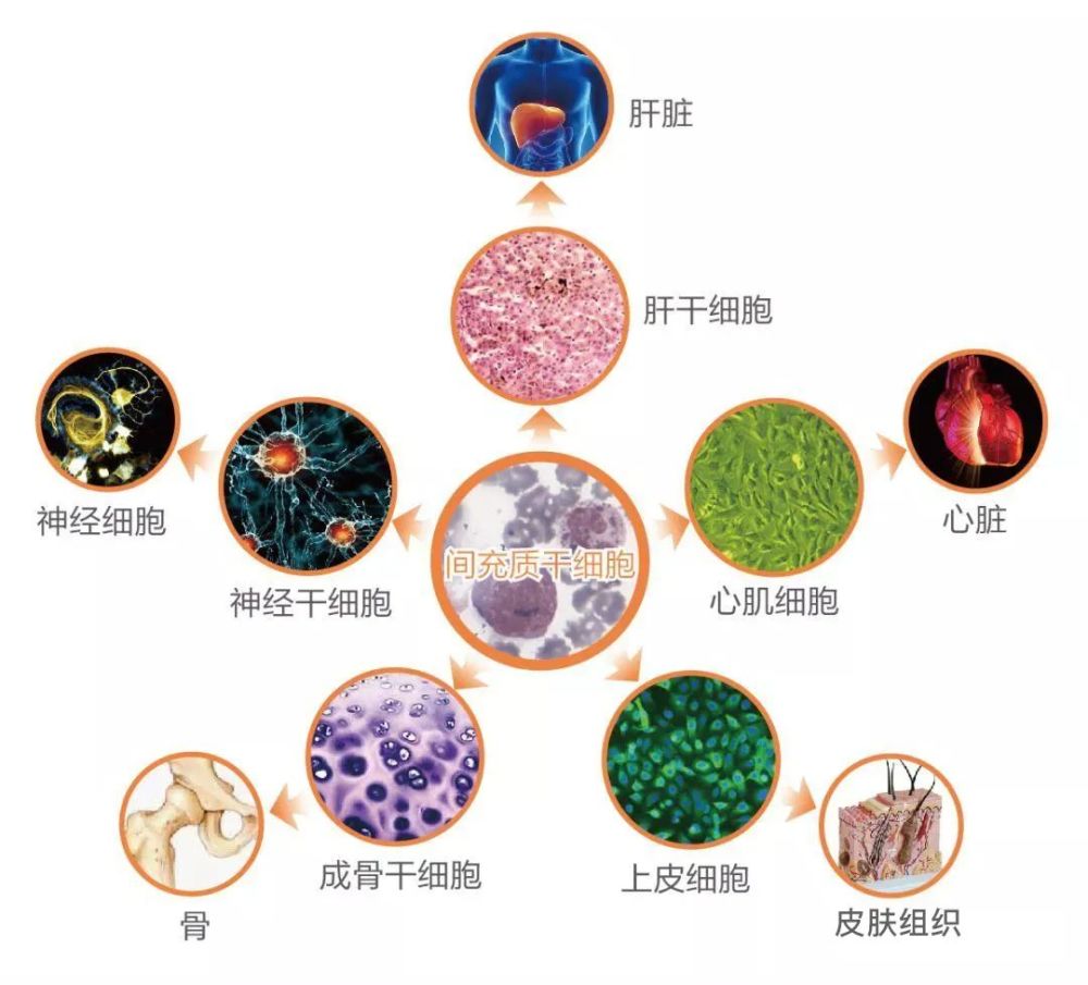 电影不老奇事为何能成功带货干细胞