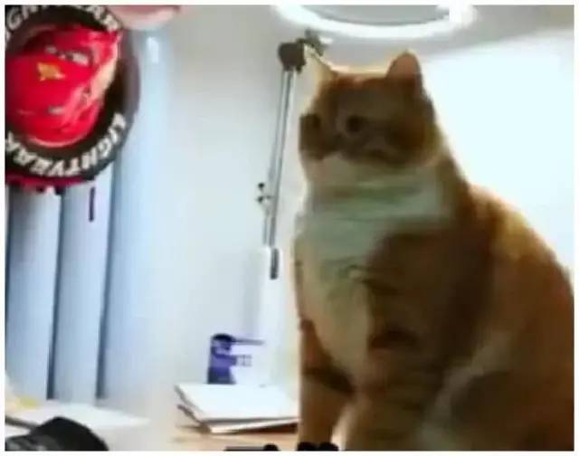 为了让儿子晚上好好写作业,父亲派橘猫去查岗,开门一看猫咪二话不说就