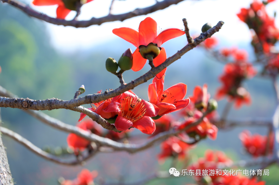 多图预警海南木棉花开如丹霞枝枝交映春光晓