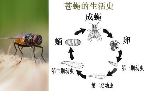 为啥苍蝇总爱搓手脚看完解开心中多年的疑惑