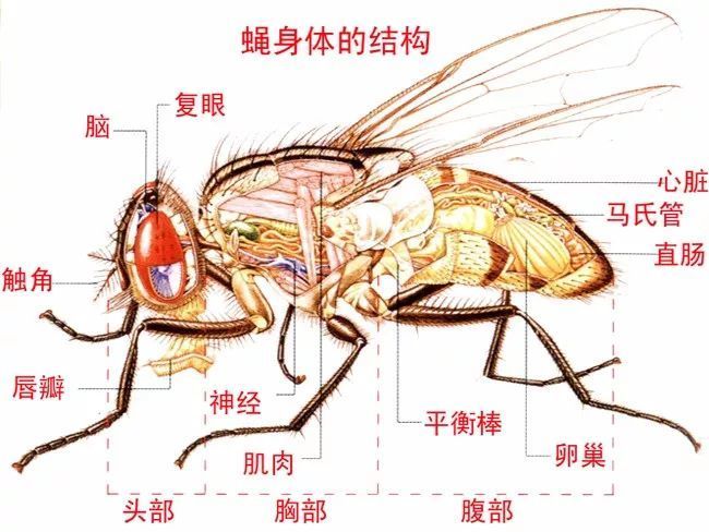 为啥苍蝇总爱搓手脚看完解开心中多年的疑惑