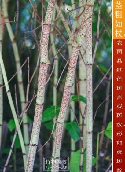 虎年说虎药虎杖与壁虎