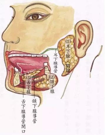 颌下腺炎是什么,有什么症状|颌下腺炎|颌下腺|颌下腺肿大|本病