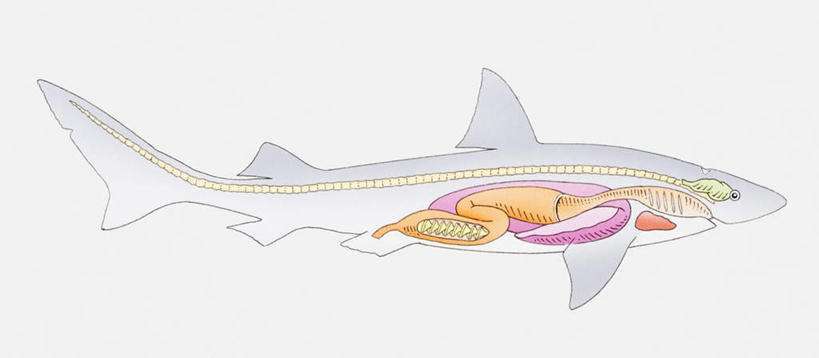 鲨鱼进化的悲歌被其他霸主欺负亿万年的感觉人类是不会懂的