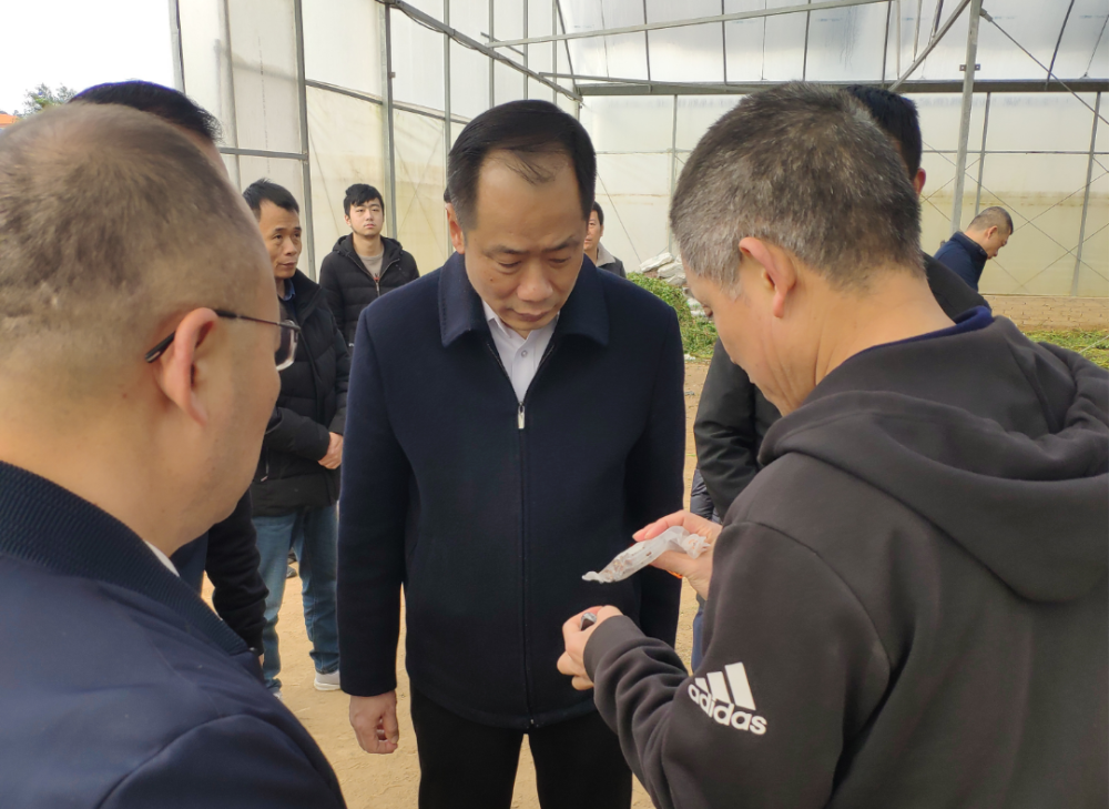 苏耿聪副市长莅临市农科所紫帽基地考察调研