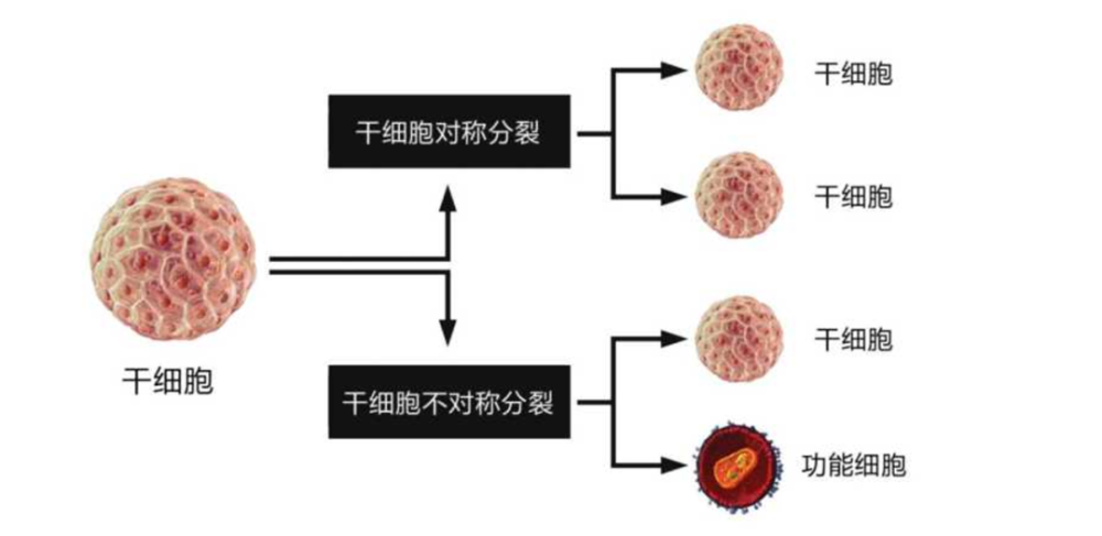 造血干细胞干细胞研究的典范