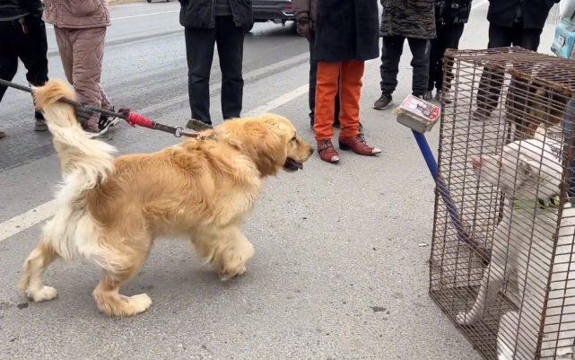 600块捡回一条命的金毛犬在离开狗市时同情地望了眼被装进笼子的同类