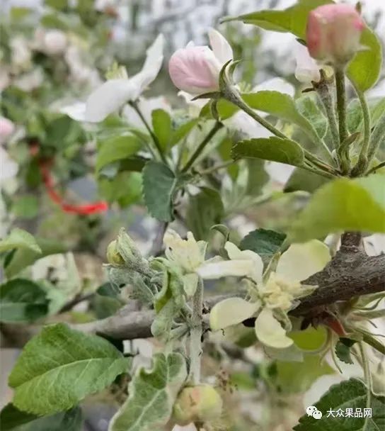 苹果花芽开始萌动保花保果苹果树花期防冻综合措施