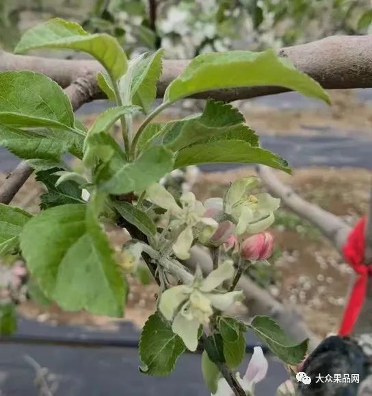 苹果如何疏花疏果才能更好的保花保果