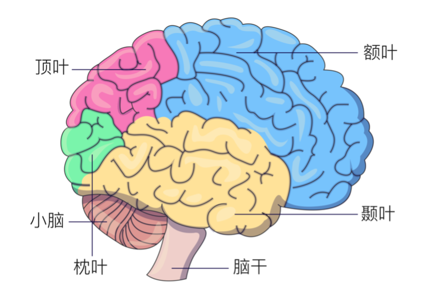 脑子的结构错综复杂,主要可以分为大脑,小脑,间脑和脑干几个部分,那么