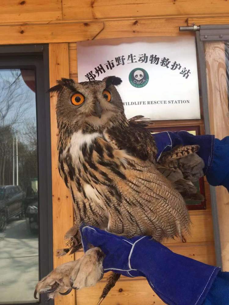 郑州救护体型最大猫头鹰雕鸮为国家二级保护动物