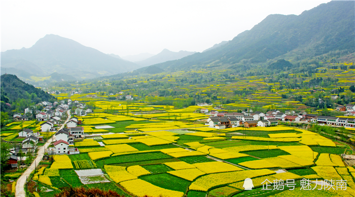三月花开风气新山水南郑醉游人中国最美油菜花海汉中旅游文化节将于3