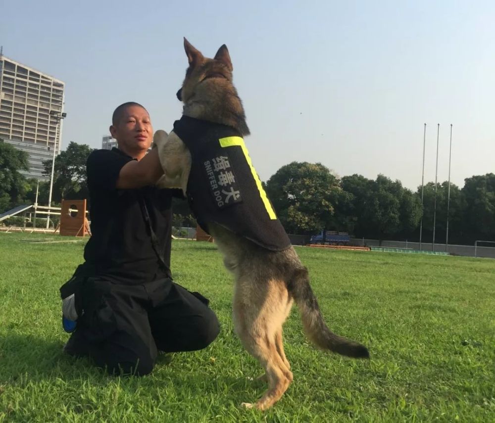 完成了37天的安保任务和他的训导员程勇援京警犬"坦克"南京铁路公安处