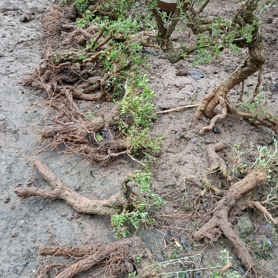 野生枸杞盆景造型素材生桩盆景盆栽绿植野生枸杞