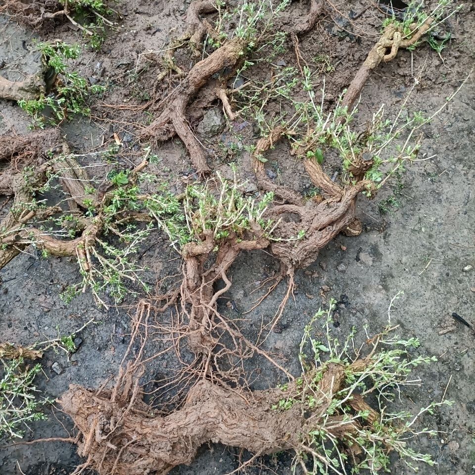 野生枸杞盆景造型素材生桩盆景盆栽绿植野生枸杞